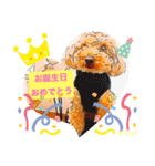 トイプードルプリンスタンプ3（個別スタンプ：37）
