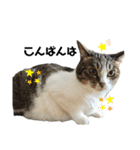 キジ白さんの日常2（個別スタンプ：2）