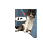 キジ白さんの日常2（個別スタンプ：13）