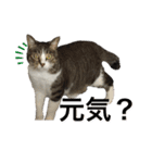 キジ白さんの日常2（個別スタンプ：15）