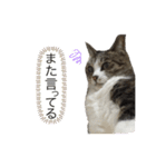 キジ白さんの日常2（個別スタンプ：17）