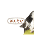 キジ白さんの日常2（個別スタンプ：18）