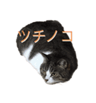 キジ白さんの日常2（個別スタンプ：21）