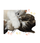 キジ白さんの日常2（個別スタンプ：31）
