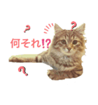 ぷーっ。ちゃん（個別スタンプ：5）