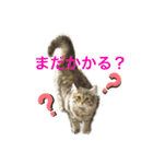 ぷーっ。ちゃん（個別スタンプ：8）