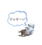今日のココちゃん 3（個別スタンプ：1）