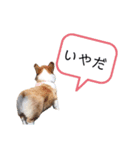 今日のココちゃん 3（個別スタンプ：2）