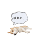 今日のココちゃん 3（個別スタンプ：9）