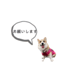 今日のココちゃん 3（個別スタンプ：13）