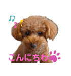 トイプー結愛の昼間（個別スタンプ：1）