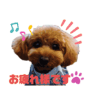 トイプー結愛の昼間（個別スタンプ：2）
