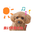 トイプー結愛の昼間（個別スタンプ：6）