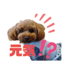トイプー結愛の昼間（個別スタンプ：7）