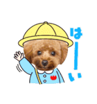 トイプー結愛の昼間（個別スタンプ：8）