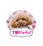 トイプー結愛の昼間（個別スタンプ：10）