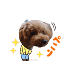 トイプー結愛の昼間（個別スタンプ：11）