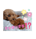 トイプー結愛の昼間（個別スタンプ：15）