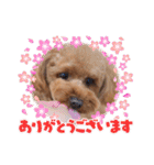 トイプー結愛の昼間（個別スタンプ：18）