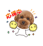 トイプー結愛の昼間（個別スタンプ：20）