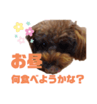 トイプー結愛の昼間（個別スタンプ：21）