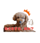 トイプー結愛の昼間（個別スタンプ：23）
