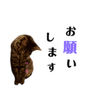 キジトラのつくしが伝えます2（個別スタンプ：3）