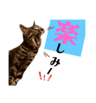 キジトラのつくしが伝えます2（個別スタンプ：5）