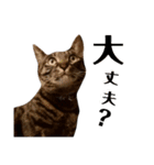 キジトラのつくしが伝えます2（個別スタンプ：6）