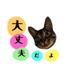 キジトラのつくしが伝えます2（個別スタンプ：7）