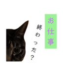 キジトラのつくしが伝えます2（個別スタンプ：8）