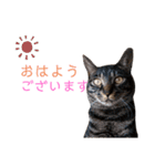 キジトラのつくしが伝えます2（個別スタンプ：10）