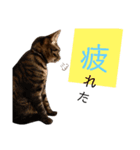 キジトラのつくしが伝えます2（個別スタンプ：12）
