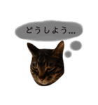 キジトラのつくしが伝えます2（個別スタンプ：13）