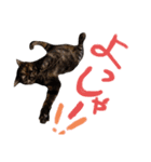 キジトラのつくしが伝えます2（個別スタンプ：16）