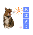 いぐさ猫のスタンプ2（個別スタンプ：1）