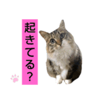 いぐさ猫のスタンプ2（個別スタンプ：2）