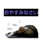 いぐさ猫のスタンプ2（個別スタンプ：3）