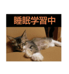 いぐさ猫のスタンプ2（個別スタンプ：4）
