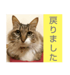 いぐさ猫のスタンプ2（個別スタンプ：5）