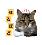 いぐさ猫のスタンプ2（個別スタンプ：6）