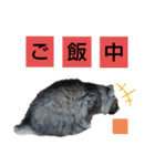 いぐさ猫のスタンプ2（個別スタンプ：7）