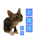 いぐさ猫のスタンプ2（個別スタンプ：8）