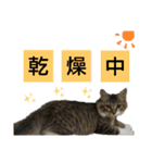 いぐさ猫のスタンプ2（個別スタンプ：9）