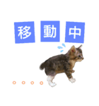 いぐさ猫のスタンプ2（個別スタンプ：10）