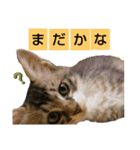 いぐさ猫のスタンプ2（個別スタンプ：11）