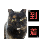 いぐさ猫のスタンプ2（個別スタンプ：12）
