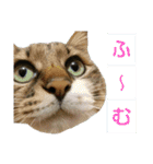 いぐさ猫のスタンプ2（個別スタンプ：13）