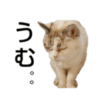 いぐさ猫のスタンプ2（個別スタンプ：14）