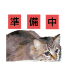 いぐさ猫のスタンプ2（個別スタンプ：15）